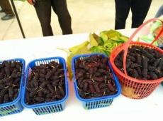 2016安吉•马村第三届蚕桑文化节