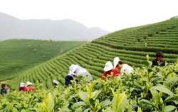 带你了解安吉白茶传统制茶工艺
