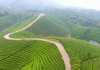 醇香白茶，就到安吉来享受吧