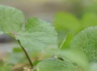 鸭儿芹全身都是宝，蚊虫叮咬可用它