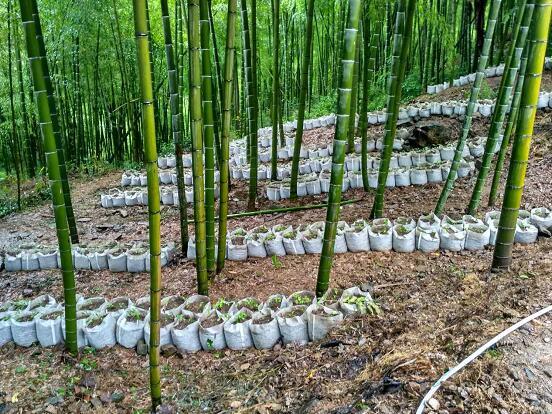 竹林