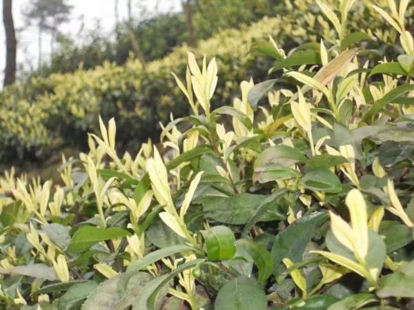 茶叶