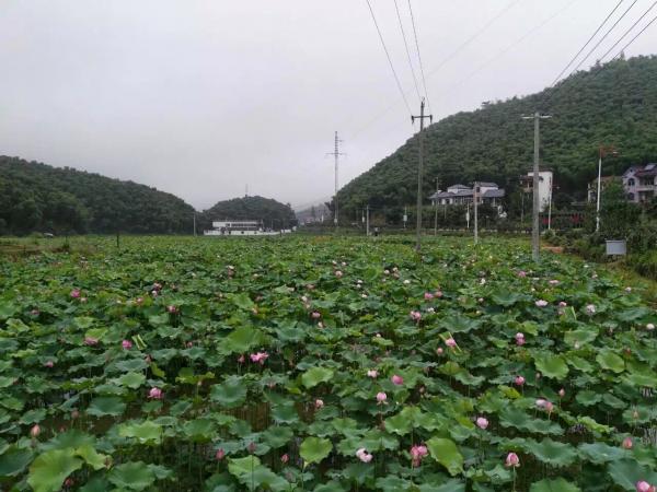 荷花池