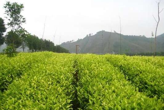 白茶种植地