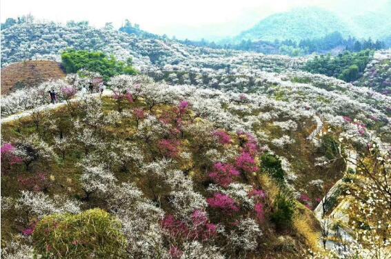 美丽花海