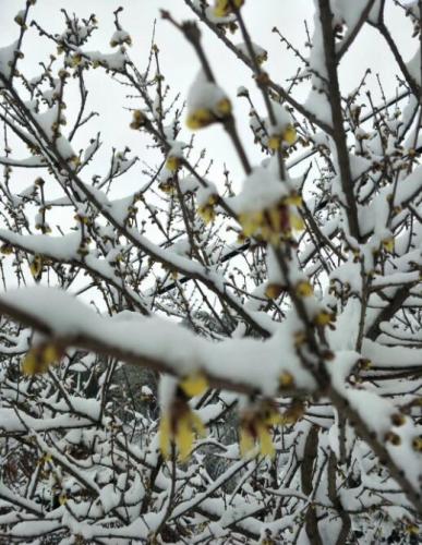 树枝上的白雪