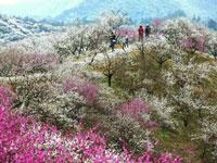 山花烂漫