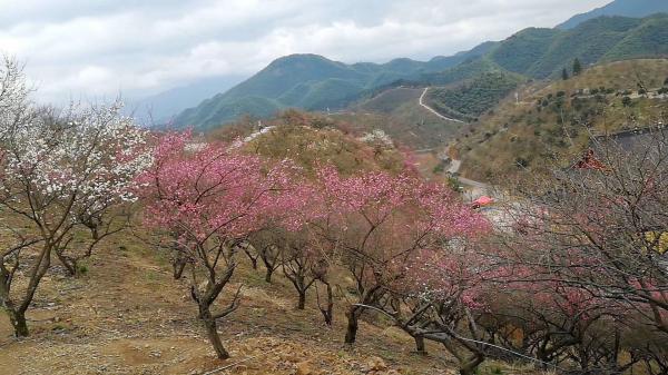 赏花好去处