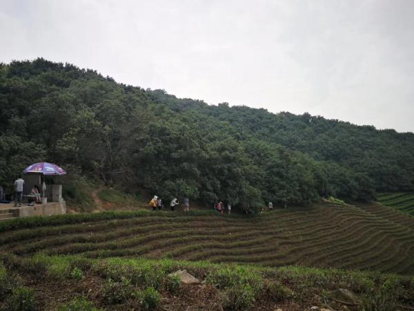 高山茶园