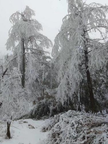 满树的雪