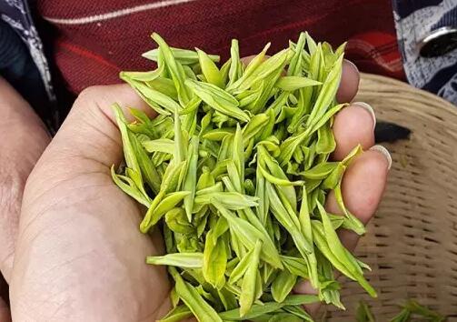 新鲜的茶叶