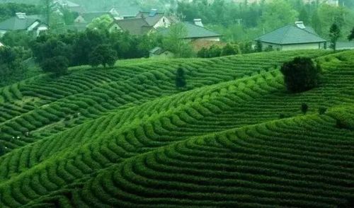 一片绿景