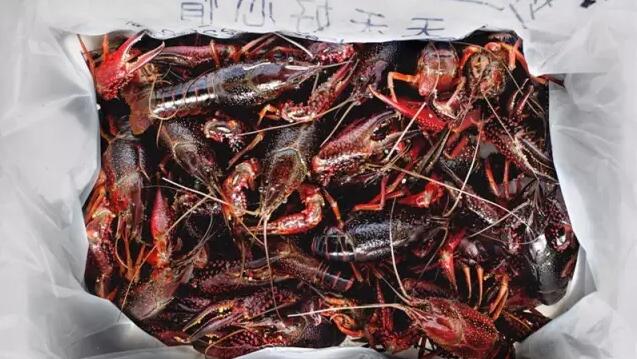 许多的龙虾