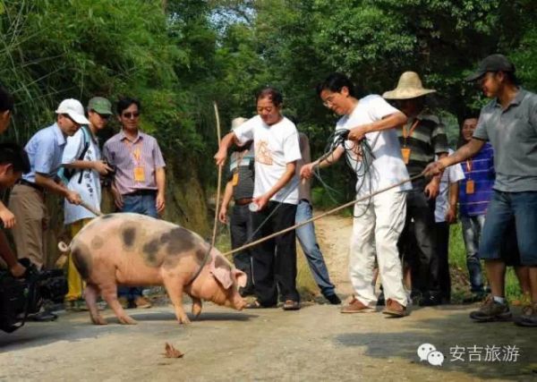 村民杀猪