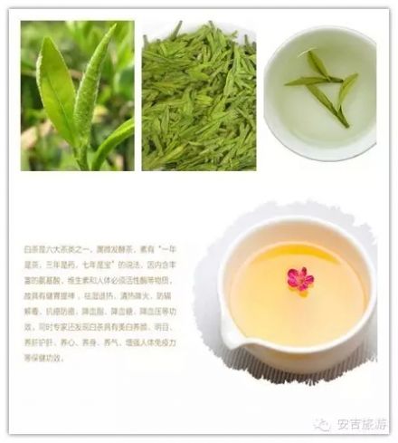 安吉白茶