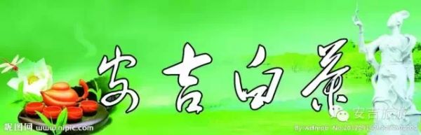 安吉白茶