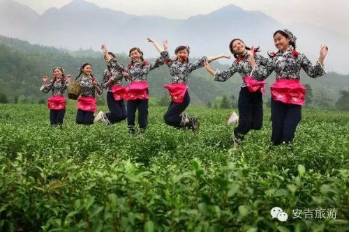采茶的姑娘们