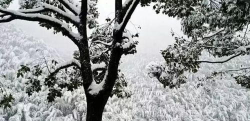 树林雪景