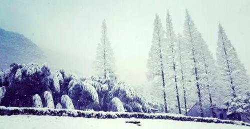 雪中森林