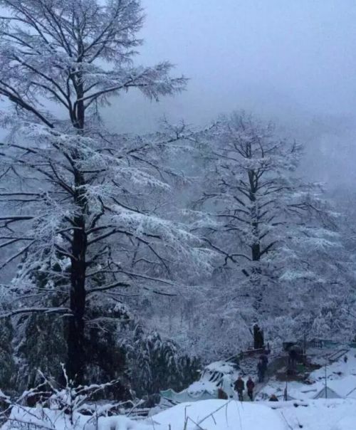 雪中大树