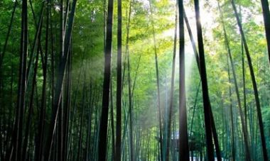 竹林