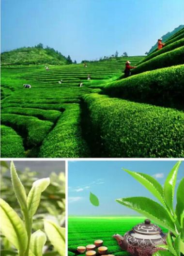 茶园