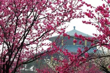 樱花满树