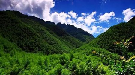 安吉山林