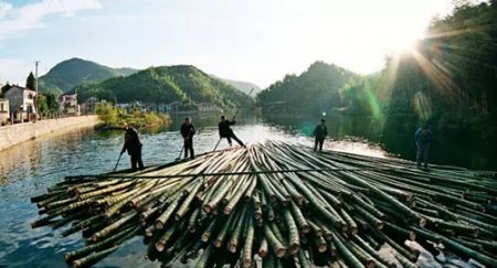 安吉竹子