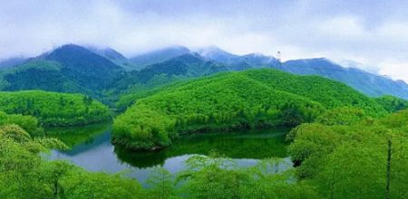 安吉竹海