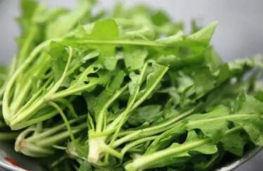 新鲜的荠菜