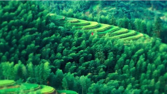 一片绿景