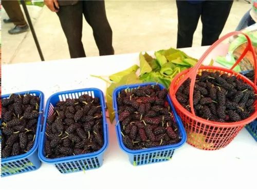 刚摘下的桑果