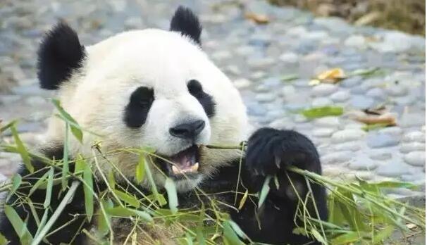 熊猫在吃草