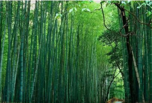 竹林景色