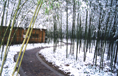 竹博园雪景