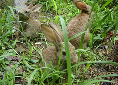 高山野兔