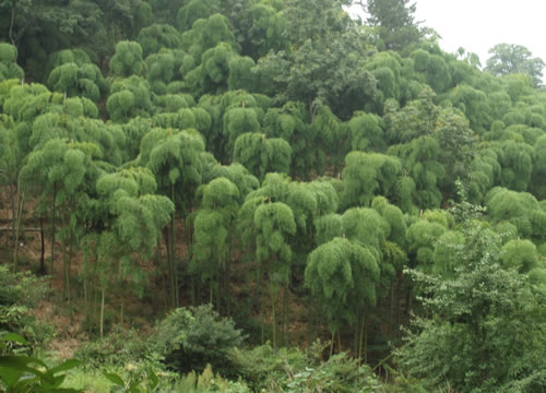 满山竹子