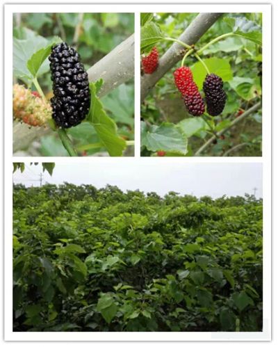 桑果照片