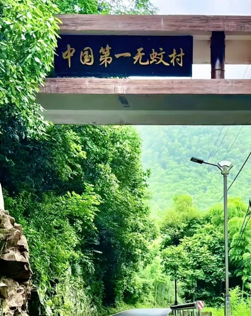 景坞村松树林